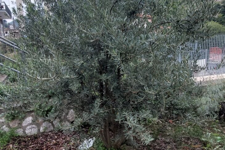il nostro olivo