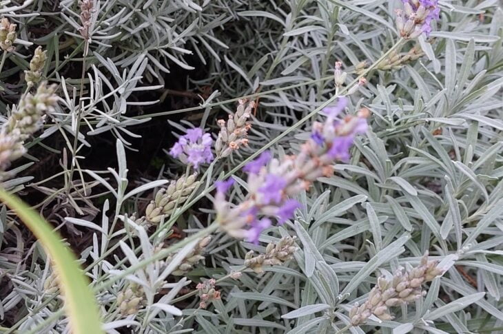 la nostra lavanda